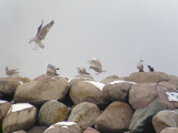 Vittrut - Glaucous Gull (Larus hyperboreus)