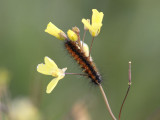 Winter Webworm (Ocnogyna baetica)