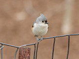 stlig grmes - Tufted Titmouse (Baeolophus Bicolor)