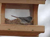 Mrkgd Junco - Dark-eyed Junco ( Junco hyemalis )