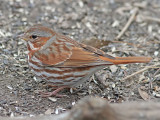Rvsparv - Fox Sparrow (Passerella iliaca)
