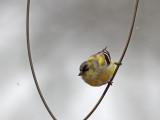 Guldsiska - American Goldfinch (Spinus tristis)