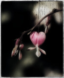 Bleeding Heart Version 4