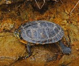 Turtle in The Oaks creek.jpg