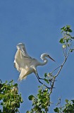 Egret landing in tree copy.jpg