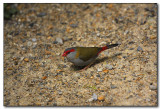 Red-browed Finch 