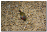 Red-browed Finch 