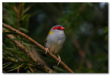 Red-browed Finch 