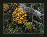Fungi - Stevenson Falls