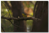 Eastern Yellow Robin 