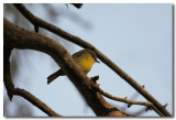 Eastern Yellow Robin