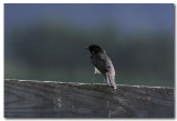 Willy Wagtail 
