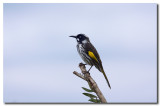 New Holland Honeyeater 