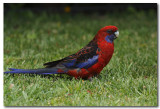 Crimson Rosella 