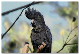 Red tailed-Black Cockatoo - female 