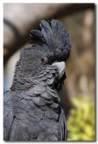 Red-tailed Black Cockatoo 