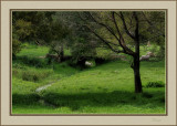 Trail scenery