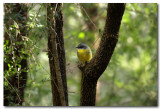 Eastern Yellow Robin