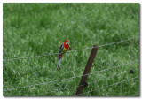 Eastern Rosella