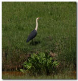 White-necked Heron 