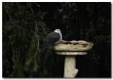  White-headed Pigeon 