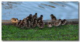 Ducklings