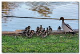 Wood Duck - male with chicks