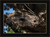 Very unusual Spiders Web