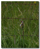 European Goldfinch 