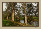 River Gums 
