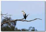 White - necked Heron