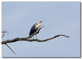 White-necked Heron