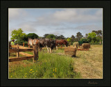 Clydesdales
