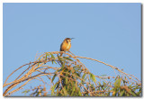 Eastern Spinebill - Male