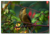 Eastern Spinebill - Juvenile
