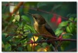 Eastern Spinebill - Juvenile 
