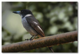 Butcherbird 