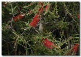 Yellow-faced Honeyeater 