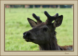 Young Buck