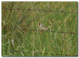 European Goldfinch 