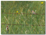 European Goldfinch 