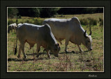 Brahman Cattle 