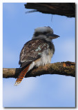 Kookaburra