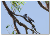 Dusky Woodswallow 