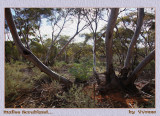 Mallee bushland