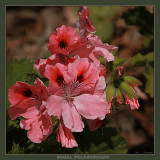 Regal Pelargonium