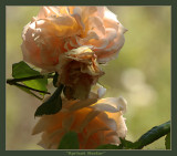 Apricot Nectar