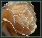 Diamond Jubilee