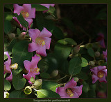 Norfolk Island Hibiscus