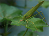 A grasshopper (I think)